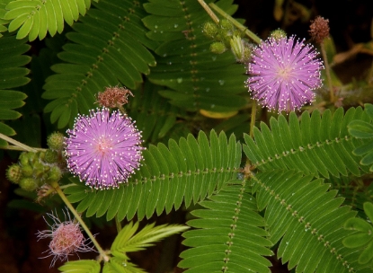 Picture of Mimosa - Pudica